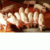 Комбикорм концентрат  для свиней оптом